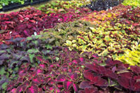 Annuals at Lammers Greenhouse
