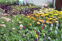 Annuals at Lammers Greenhouse