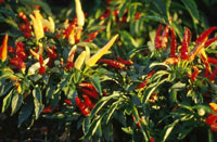 Peppers at Lammers Greenhouse